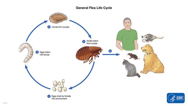 4 Packs - Household Flea Killer Spray - Image 4